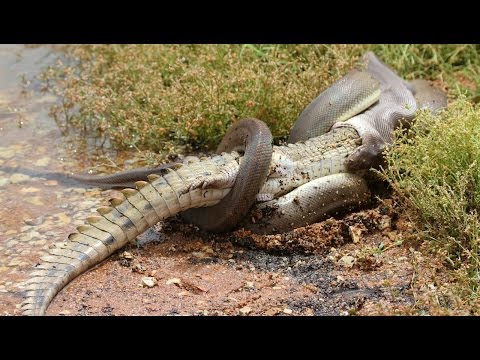 Caught On Camera: Snake Devours Crocodile After 5 Hour Battle