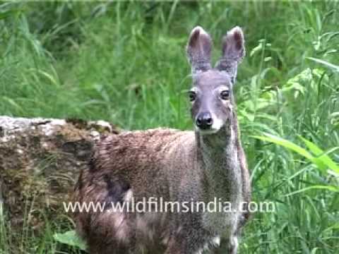 Musk Deer of the Himalaya