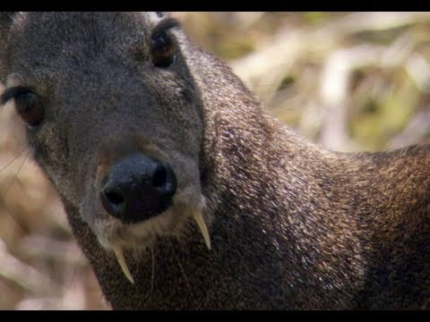 Vampire Kangaroo Deer