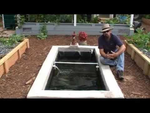 How we add freshwater prawns / shrimp to our Aquaponics system