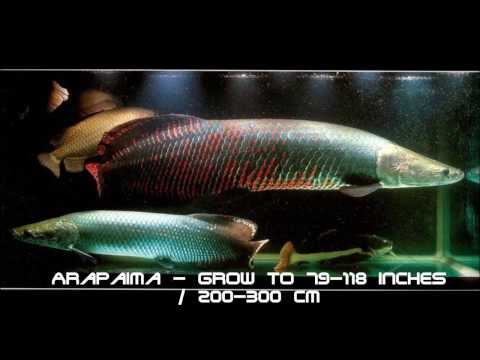 Top 10 biggest freshwater fish in the world