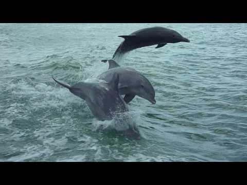 Dolphins at Clearwater, FL