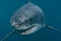 baby great white shark