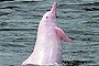 In a picture taken on August 19, 2011, a Chinese white dolphin or Indo-Pacific humpback dolphin, nicknamed the pink dolphin, swims in waters off the coast of Hong Kong. A Hong Kong conservation group said on January 14, 2012 it has set up a DNA bank for the rare Chinese white dolphin, also known as the pink dolphin, in a bid to save the mammals facing a sharp population decline.  AFP PHOTO / DANIEL SORABJI