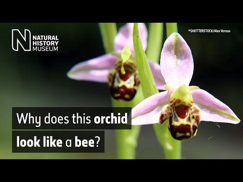 The bee orchid, Ophrys apifera | Natural History Museum