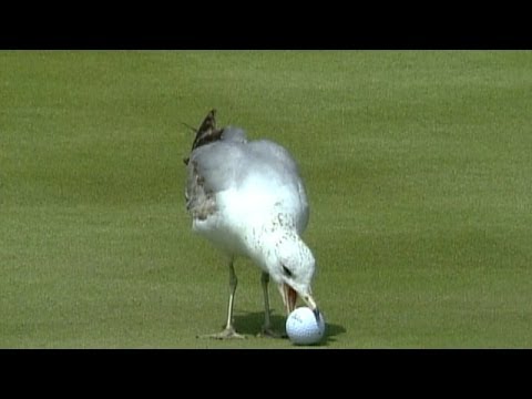 Top 10: Animal Encounters on the PGA TOUR