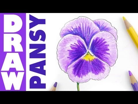 How to draw a Pansy