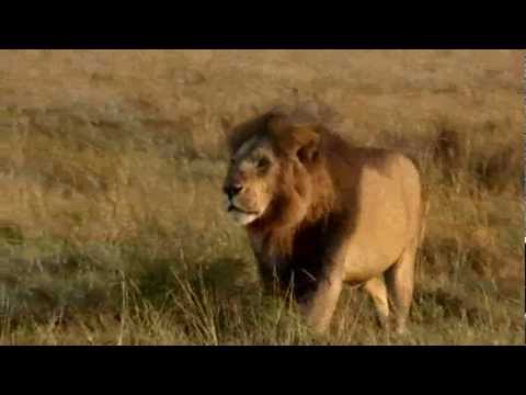 Wings over Kenya, an African Safari (2007)