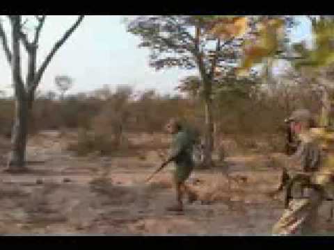 Lion Attacks Safari Hunter