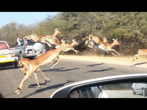 Cheetah Chases Impala Antelope Into Tourist's Car on Safari