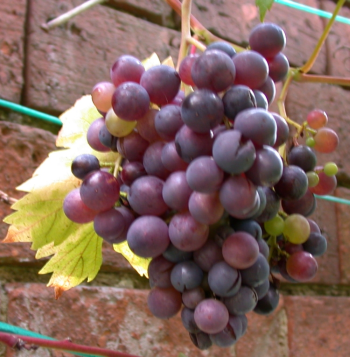 Grapes 2013