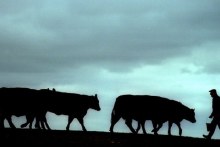 Cattle farmer with herd