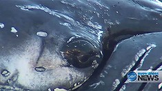 A whale stranded on a Gold Coast beach