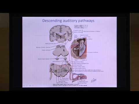 Neural basis of central auditory system function and disorder