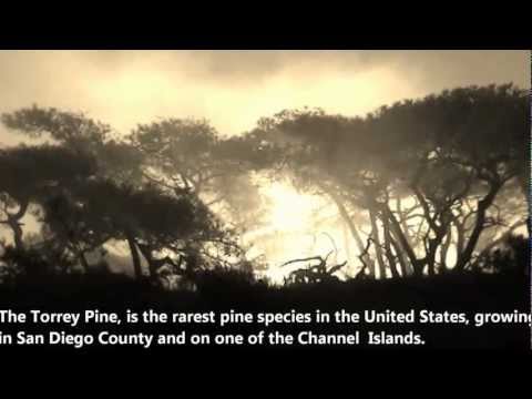 San Diego Free Vacation Tip Travel Guide Torrey Pines State Natural Reserve