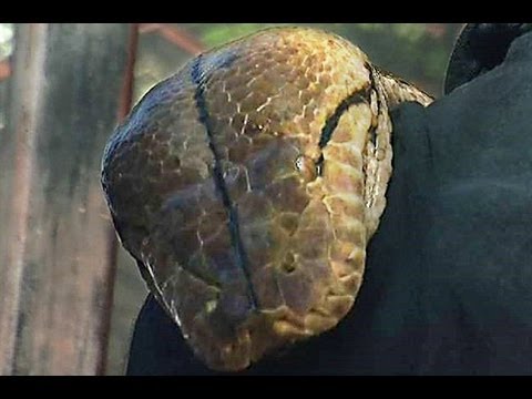 Worlds Longest Snake Guiness Book Record - Medusa