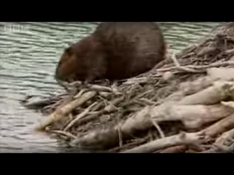 How Beavers Build a Lodge - BBC Animals