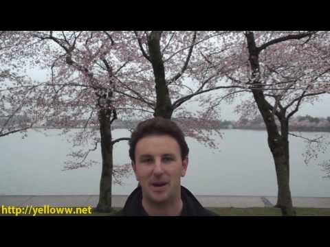 Washington DC Cherry Blossoms - Video Travel Guide