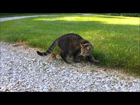 Cat attacked by dinner