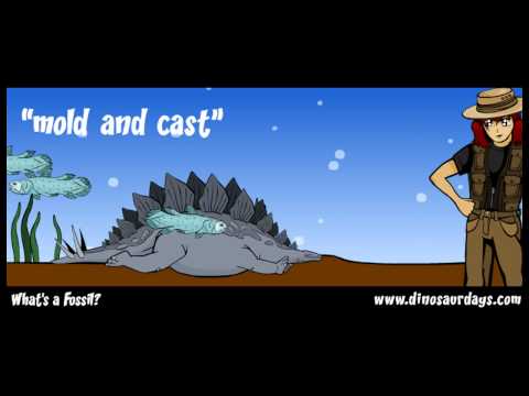 WHAT ARE FOSSILS?