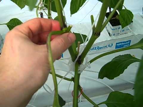 Growing Peppers: first pruning and blooming.