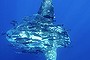 A sunfish photographed off Point Perpendicular Jervis Bay. The photo was taken with a Canon ID Mark 4 with wide angle 16-35ml lens in an Aquachek housing, shutter speed 320 at f5.6.