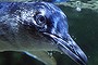 A new baby fairy penguin  at the Sydney Aquarium