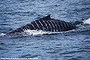 Scars from a revolving propeller mark the skin of a humpback whale nicknamed Bladerunner. 