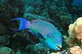 Parrotfish at risk.