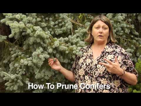 How to Prune Conifers - Instructional Video w/ Plant Amnesty