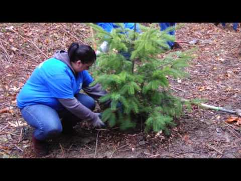 How To Plant Bare Root Conifers