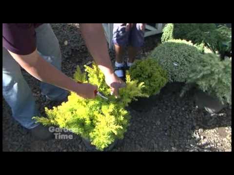 Pruning Conifers