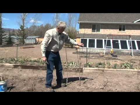 Planting Poplars