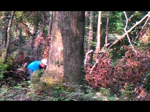 Southern Logging Huge Poplar