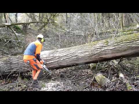 Big poplar harvest/ Pappelstarkholzernte + Stihl