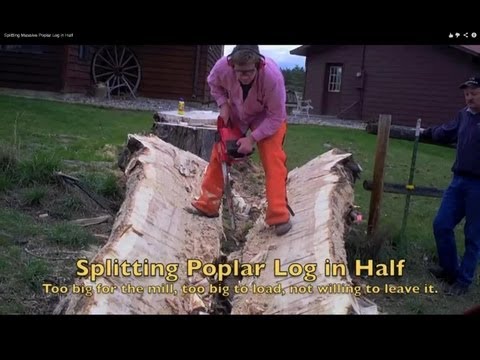 Splitting Massive Poplar Log in Half