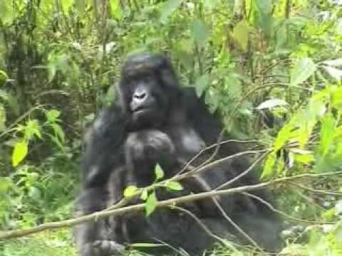 Gorilla Tourism on the upswing in Rwanda