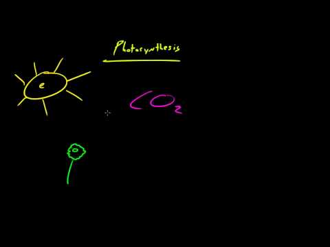 Biology Lecture - 30 - Autotrophs vs Heterotrophs