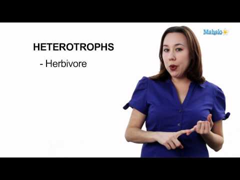 Learn Biology: Autotrophs vs. Heterotrophs