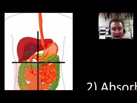 Heterotroph nutrition