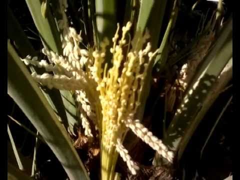 Date palm pollination