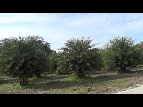 Date Palm Plantation - REAL USA Ep. 40