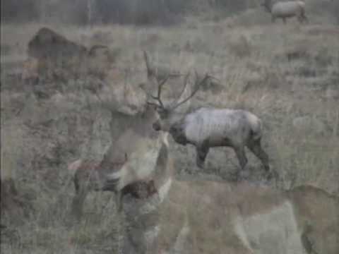 Wyoming Ruminants