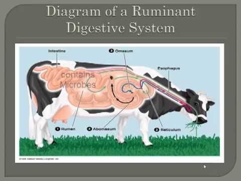 Monogastric Vs Ruminant digestion - Part 2