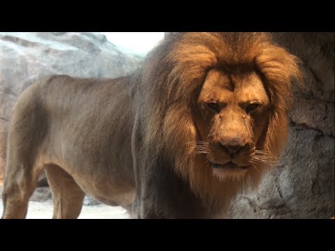 Milwaukee County Zoo - Insider Perks Travel Video