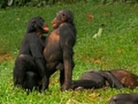 Wild Wives of Africa - Bonobo Love