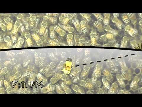 The Waggle Dance of the Honeybee