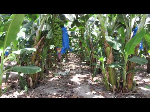 A banana plantation in the southern of the Golan Heights on the border between Israel and Jordan