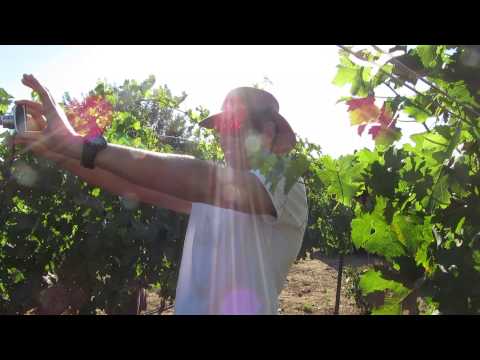 Kibbutz Ortal Vineyard, Golan Heights, Israel. Tour Guide: Zahi Shaked