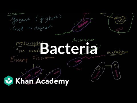 Bacteria